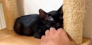 手を枕にして眠る子猫