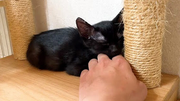 手を枕にして眠る子猫