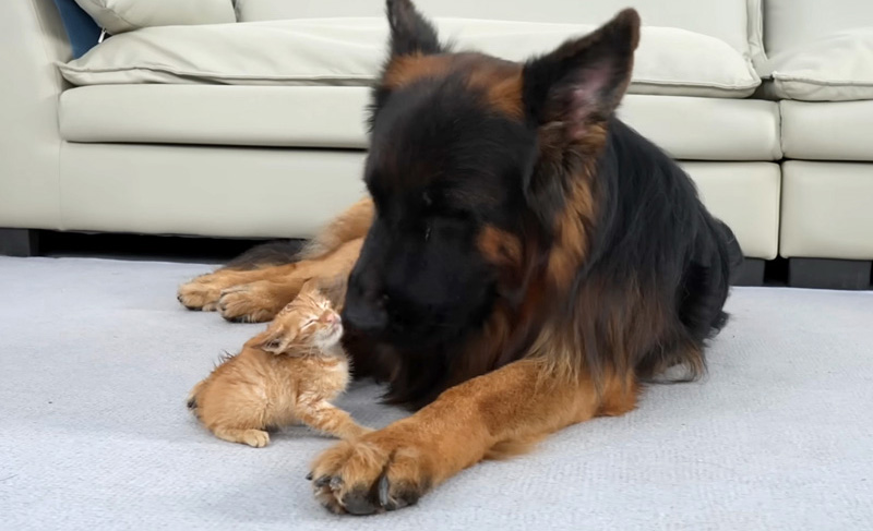 初めて会った子猫とシェパード