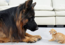 初めて会った子猫とシェパード