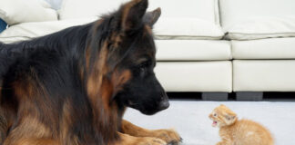 初めて会った子猫とシェパード