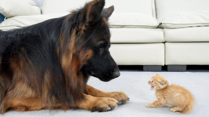 初めて会った子猫とシェパード