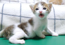 ソファーから落っこちちゃった子猫