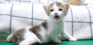 ソファーから落っこちちゃった子猫