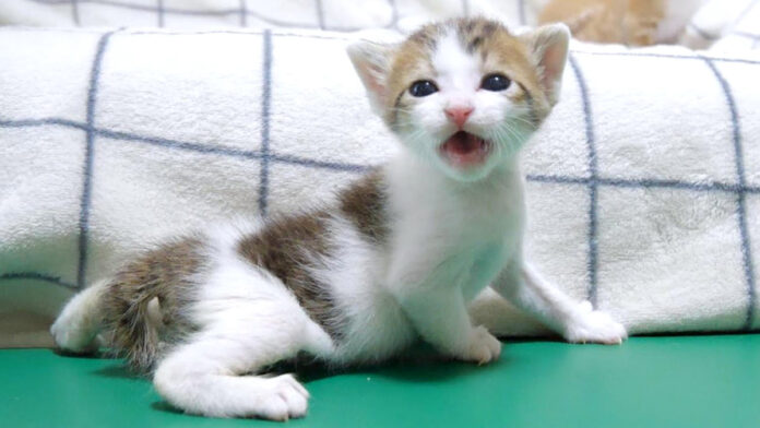 ソファーから落っこちちゃった子猫