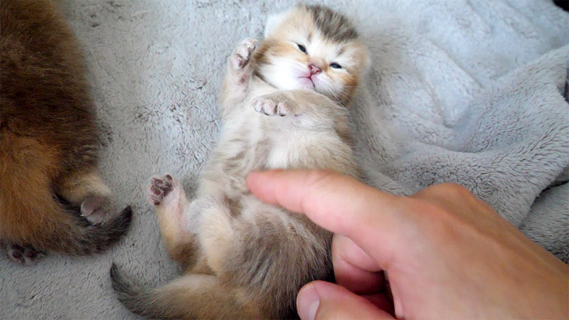 お腹をくすぐられた子猫