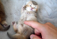 お腹をくすぐられた子猫