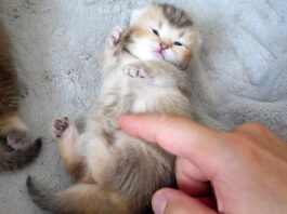 お腹をくすぐられた子猫