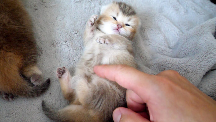 お腹をくすぐられた子猫