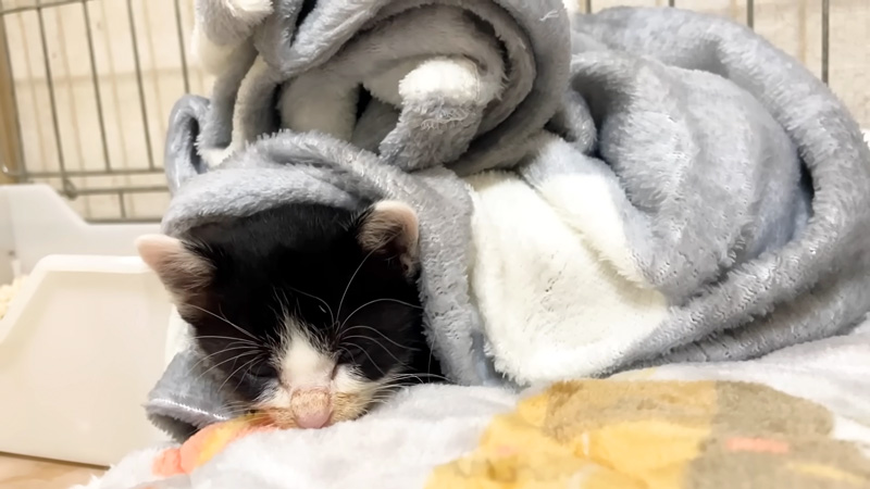 毛布に包まれる子猫