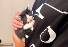 抱っこされる子猫