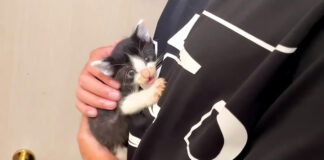 抱っこされる子猫