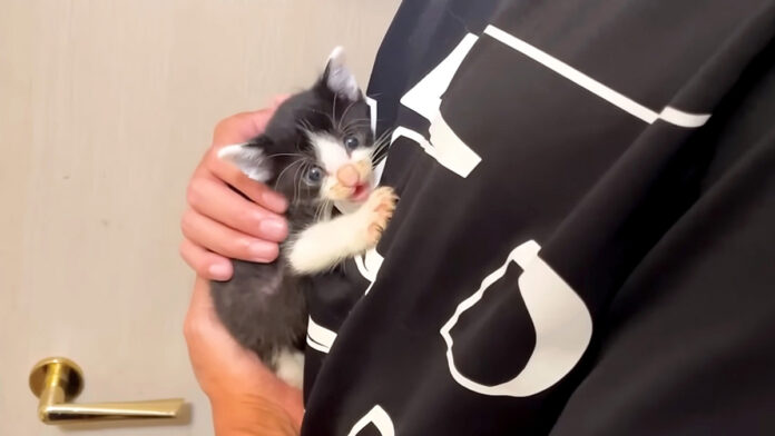 抱っこされる子猫