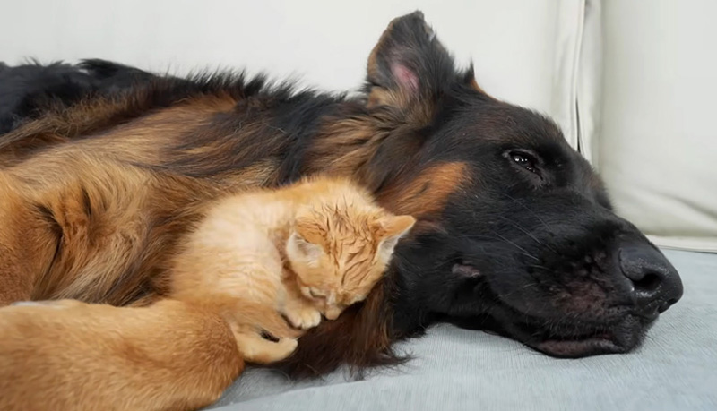 寄り添う子猫とジャーマンシェパード