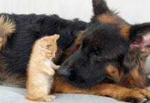 子猫に襲われるジャーマンシェパード