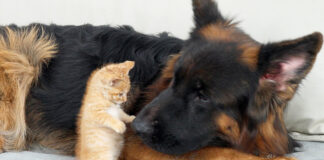 子猫に襲われるジャーマンシェパード