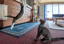 猫旅館は連泊すべき♪ 広間のロビーで戯れ放題の猫達の姿に癒される♡ 猫旅館に連泊すると楽しい