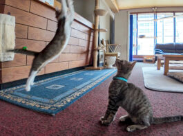 猫旅館に連泊すると楽しい