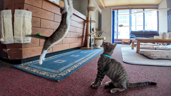 猫旅館に連泊すると楽しい
