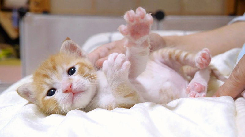 膝の上でくつろぐ子猫