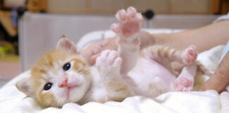 膝の上でくつろぐ子猫