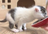 離乳食の美味しさに目覚めてしまった子猫が、可愛すぎる姿を見せてくれた♡ 離乳食の美味しさに気づいてしまった子猫