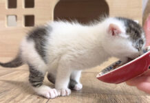 離乳食の美味しさに目覚めてしまった子猫が、可愛すぎる姿を見せてくれた♡ 離乳食の美味しさに気づいてしまった子猫