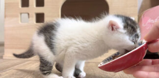 離乳食の美味しさに気づいてしまった子猫