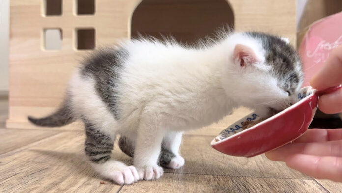 rinyumezame_neko_title 離乳食の美味しさに気づいてしまった子猫