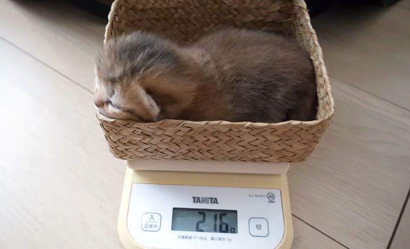 体重測定する子猫