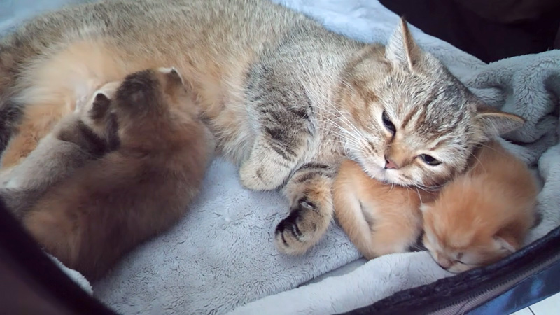 子猫を枕にしちゃう母猫