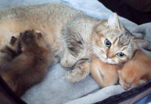 子猫の背中が気持ち良すぎて、思わず枕にしちゃうママ猫にホッコリ (*´ェ`*)♡ 子猫を枕にしちゃう母猫