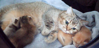 子猫を枕にしちゃう母猫