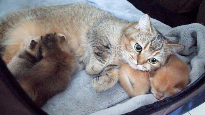 子猫を枕にしちゃう母猫