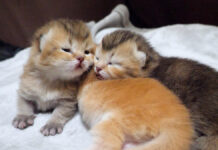 兄弟のフワフワの背中が気持ち良くて、思わず枕にしちゃう子猫にホッコリ♡ 兄弟の背中を枕にする子猫