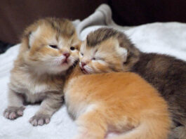 兄弟の背中を枕にする子猫