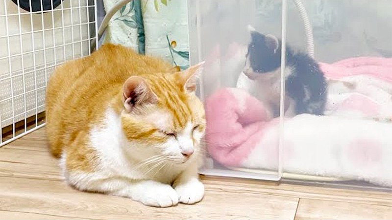 病気の子猫に寄り添う先住猫