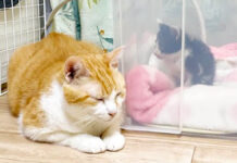 病気の子猫に寄り添う先住猫