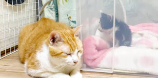 病気の子猫に寄り添う先住猫