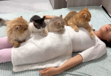 飼い主さんが死んでしまったのではないかと不安になった猫達。復活を祈る様子が可愛かった♡ 飼い主さんが死んだと勘違いした猫達