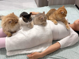 飼い主さんが死んだと勘違いした猫達