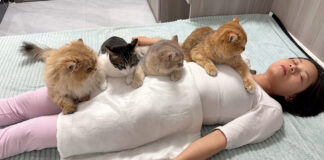 飼い主さんが死んだと勘違いした猫達