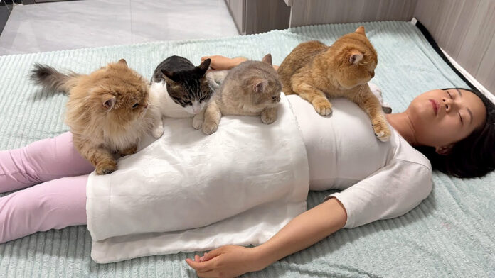 飼い主さんが死んだと勘違いした猫達