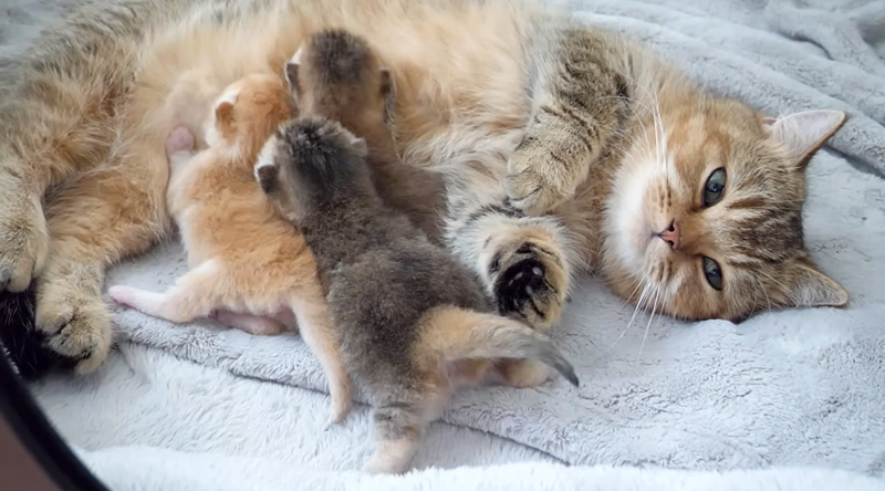 ミルクを飲む子猫達