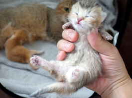 持たれる子猫