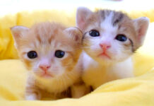 仲良しな子猫達