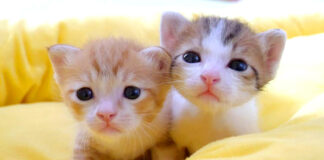 仲良しな子猫達