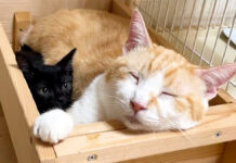 先住猫の横に収まる子猫