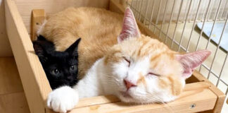 先住猫の横に収まる子猫