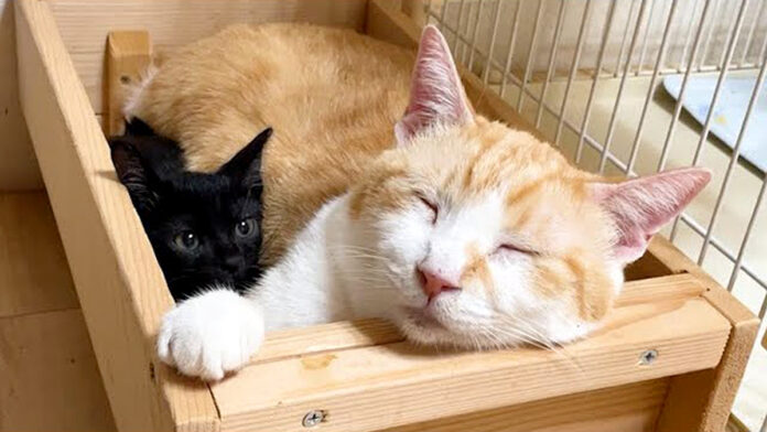 先住猫の横に収まる子猫